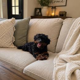 Lulu - Black phantom female Aussiedoodle puppy in Central Islip, New York from Fifth Avenue Australian Shepherds