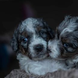 Bernedoodle Puppies from Autumn Vanskiver