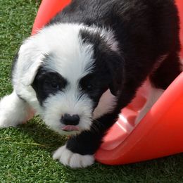 Old English Sheepdog Puppies from Roland Hills Farm