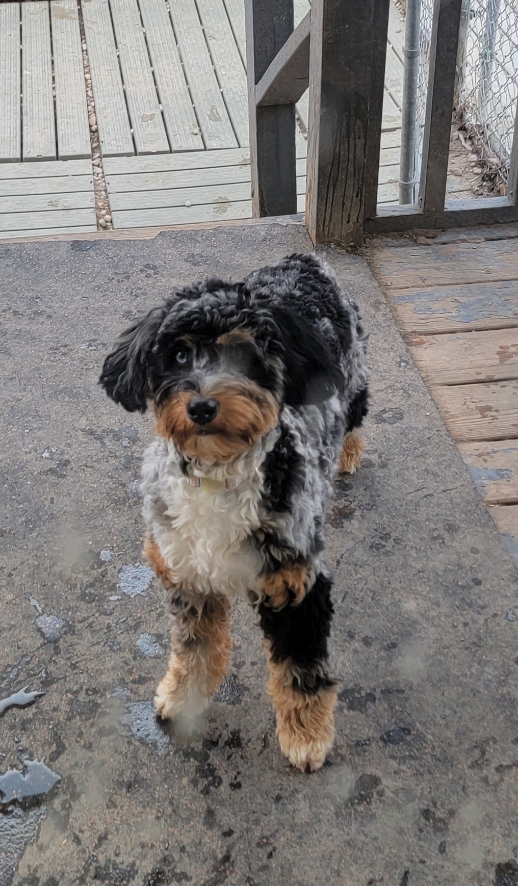 Jubilee - Bernedoodle