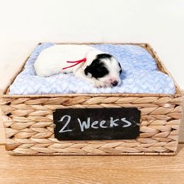 Assorted Doodle Crosses, Goldendoodle, and Sheepadoodle Puppies from Novadoodles801
