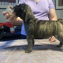 Quartz - Bullmastiff puppy in Everett, Washington from Bulwark Bullmastiffs