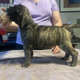 Quartz - Bullmastiff puppy in Everett, Washington from Bulwark Bullmastiffs