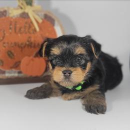 Green collar boy - Black and tan male Yorkshire Terrier puppy in Jacksonville, Florida from Yorkieology