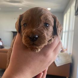 Lola - Red female Cavapoo puppy in Pasco, Washington from Beth's Cavapoos