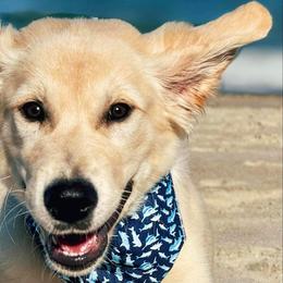 Golden Retrievers from Virginia Goldens