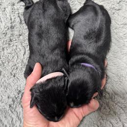 Pink - Black female Miniature Schnauzer puppy in Gillette, Wyoming from T’s Little Schnauzers