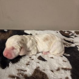 Boy 3 - Red and white male Basset Hound puppy in Denison, Texas from Emma Lou's Baby Bassets