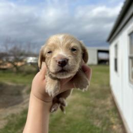 Duke - Cream male Dachshund puppy in Nashville, Arkansas from Cuddles n Curls
