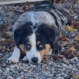 Banks - Blue merle male Miniature Australian Shepherd puppy in Kim, Colorado from KNJ Aussies