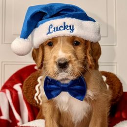 Lucky - Red male Labradoodle puppy in Beecher, Illinois from Erica’s Doodles