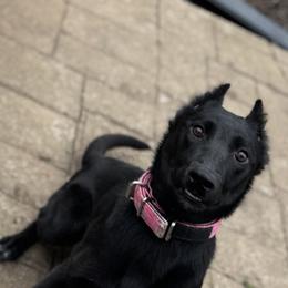 Umbreon - Black brindle female Dutch Shepherd puppy in Clarksville, Tennessee from Vuurhart Herders