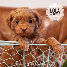 Lola - Apricot female Golden Aussiedoodle puppy in Hyrum, Utah from Goldendoodledoo Farms