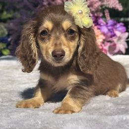 Lyric - Chocolate and cream female Dachshund puppy in Lakeland, Florida from Elite Doxies Florida