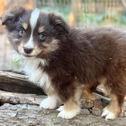 Knox - Red tri male Miniature Australian Shepherd puppy in Patterson, North Carolina from DreamLine Aussies