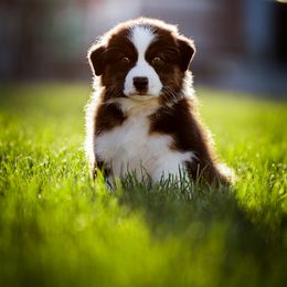 Australian Shepherd Puppies from Stone Ridge Australian Shepherds
