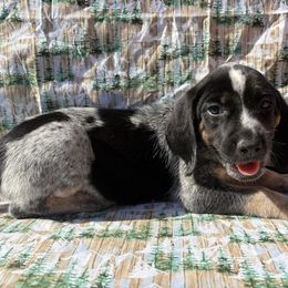 Emmy - Blue ticked and tan female Bluetick Coonhound puppy in Mount Pleasant, Texas from Harmons Hounds