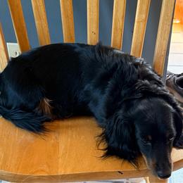 Abby - Dachshund