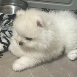 Puppy4 - Cream female Pomeranian puppy in Royston, Georgia from SouthernHearts Poms