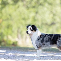 Isabelle - Miniature American Shepherd