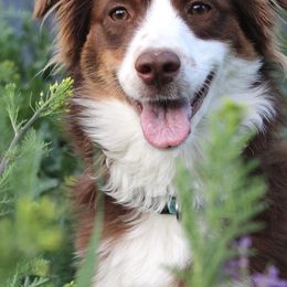 Aussiedoodles, Goldendoodles, and Miniature Australian Shepherds from Clover Bar Kennels