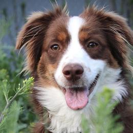 Aussiedoodles, Goldendoodles, and Miniature Australian Shepherds from Clover Bar Kennels