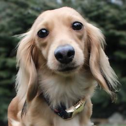 Posie - Dachshund