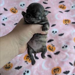 Lushie - Fawn brindled black female Chihuahua puppy in Amity, Pennsylvania from Baxters Chihuahuas