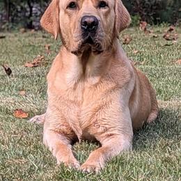 Mangu - Labrador Retriever