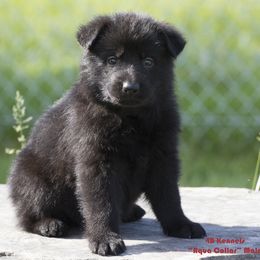 German Shepherd Puppies from 4B Kennels