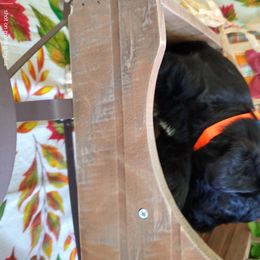 Miniature Schnauzer Puppies from Camp Creek Schnauzers