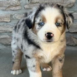 Colt - Blue merle male Miniature Australian Shepherd puppy in Cunningham, Tennessee from Copper Creek Aussies