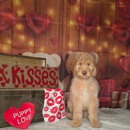 Green boy - Caramel cream male Labradoodle puppy in El Paso, Texas from My Cuddly Doodles