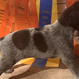Boy 2 - German Shorthaired Pointer puppy in Buckner, Missouri from Bourbon Creek Kennels