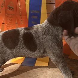 Boy 2 - German Shorthaired Pointer puppy in Buckner, Missouri from Bourbon Creek Kennels