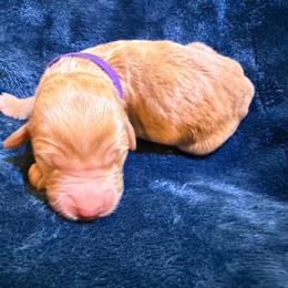 Vixen - Apricot female Goldendoodle puppy in Lufkin, Texas from Maggnificent Doodles