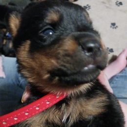 Chevelle - Black and rust Rottweiler puppy in Girard, Ohio from Roman's Empire Rottweilers