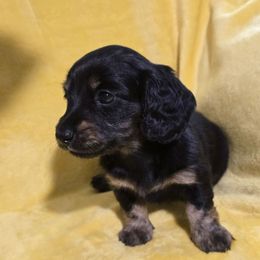 Boy 1 - Black and tan male Dachshund puppy in Snow Camp, North Carolina from V's Southern Angels