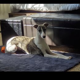 Penny - Whippet