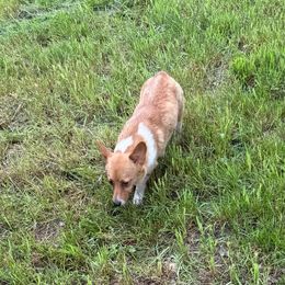 Honey - Pembroke Welsh Corgi