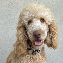 Goldendoodles and Poodles from Desert Doodles + Poodles