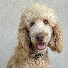 Goldendoodles and Poodles from Desert Doodles + Poodles