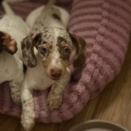 Pheobe - Dapple female Dachshund puppy in Sterling, Colorado from Country Chics Doxies