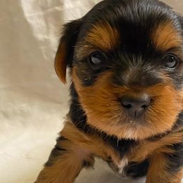 Yorkshire Terriers from Lala & Co.