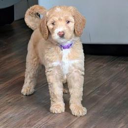 Hermione - Fawn and white female Sheepadoodle puppy in Austin, Texas from Darling Doodles