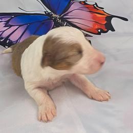 G-1 - Sable and white female Shetland Sheepdog puppy in Citra, Florida from Southpaw Herders LLC