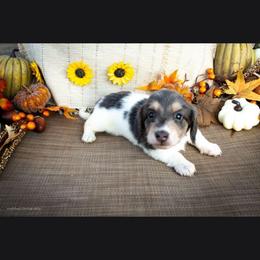 Blue Piebald Boy - Gray (blue) male Dachshund puppy in Choctaw, Oklahoma from TS Performance Horses & Dachshunds
