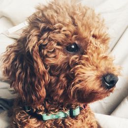 Studly - Poodle
