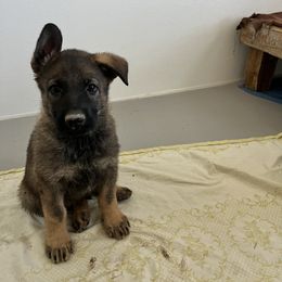 German Shepherd Puppies from Vom Haus Denfors K9