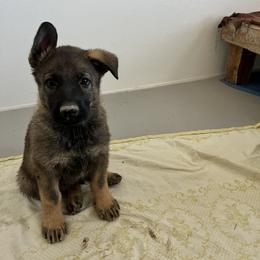 German Shepherd Puppies from Vom Haus Denfors K9